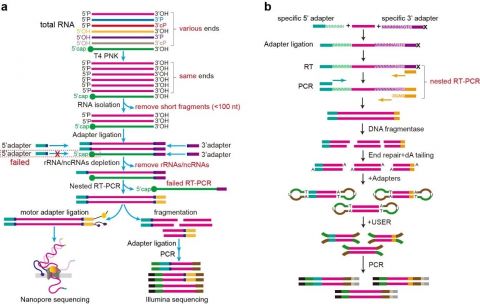 白菜官网杨建华/屈良鹄/李斌团队开发新方法发现新结构型RNA及其调控功能